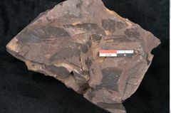 Foto (Detailansicht) von Odontopteris minor Brongniart (NHMW-GEO-2024-0188-10727)